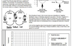 Homeostasis Worksheet High School Worksheet For Kindergarten
