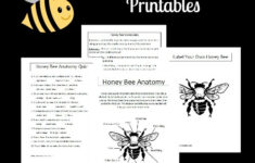 Honey Bee Anatomy Printable Lesson The Homeschool Scientist