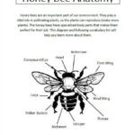 Honey Bee Anatomy Printable Lesson The Homeschool Scientist