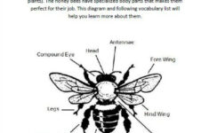Honey Bee Anatomy Printable Lesson The Homeschool Scientist