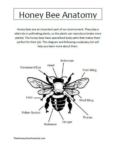 Honey Bee Anatomy Printable Lesson The Homeschool Scientist