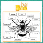 Honey Bee Printable Worksheets Learning How To Read