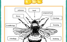 Honey Bee Printable Worksheets Learning How To Read