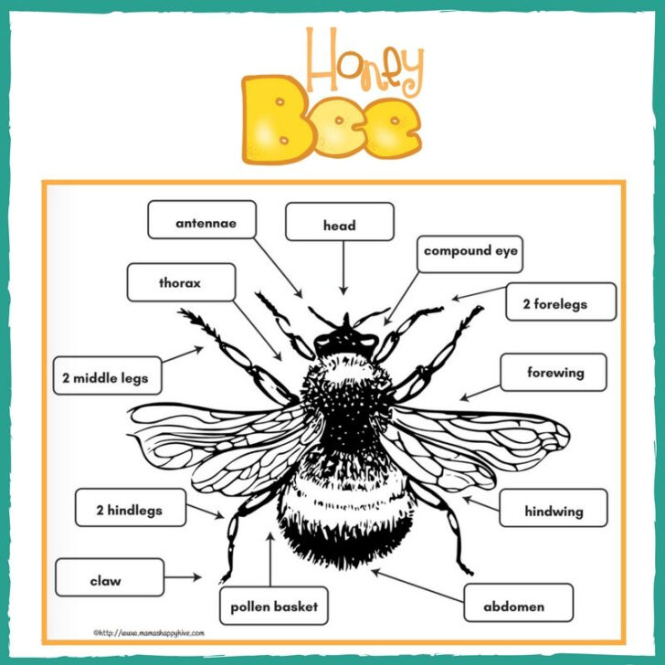 Honey Bee Anatomy Worksheet
