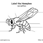 Honeybee Labeling Page