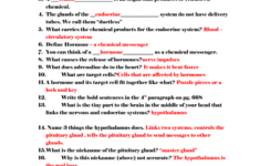 Hormones And The Endocrine System Worksheet Answers Worksheet List