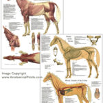 Horse Anatomy Chart 8 X 11