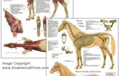 Horse Anatomy Chart 8 X 11