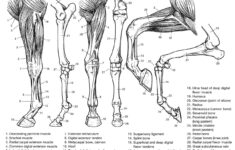 Horse Anatomy Coloring Book Http www hoofprints Horse Anatomy