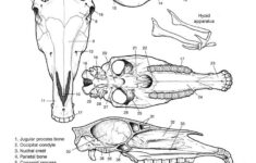 Horse Anatomy Coloring Book www hoofprints Horse Anatomy Anatomy