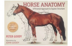 Horse Anatomy Second Edition Masterson Method