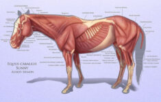 Horse Anatomy Study By Crickatoo Horse Anatomy Horses Equine Veterinary