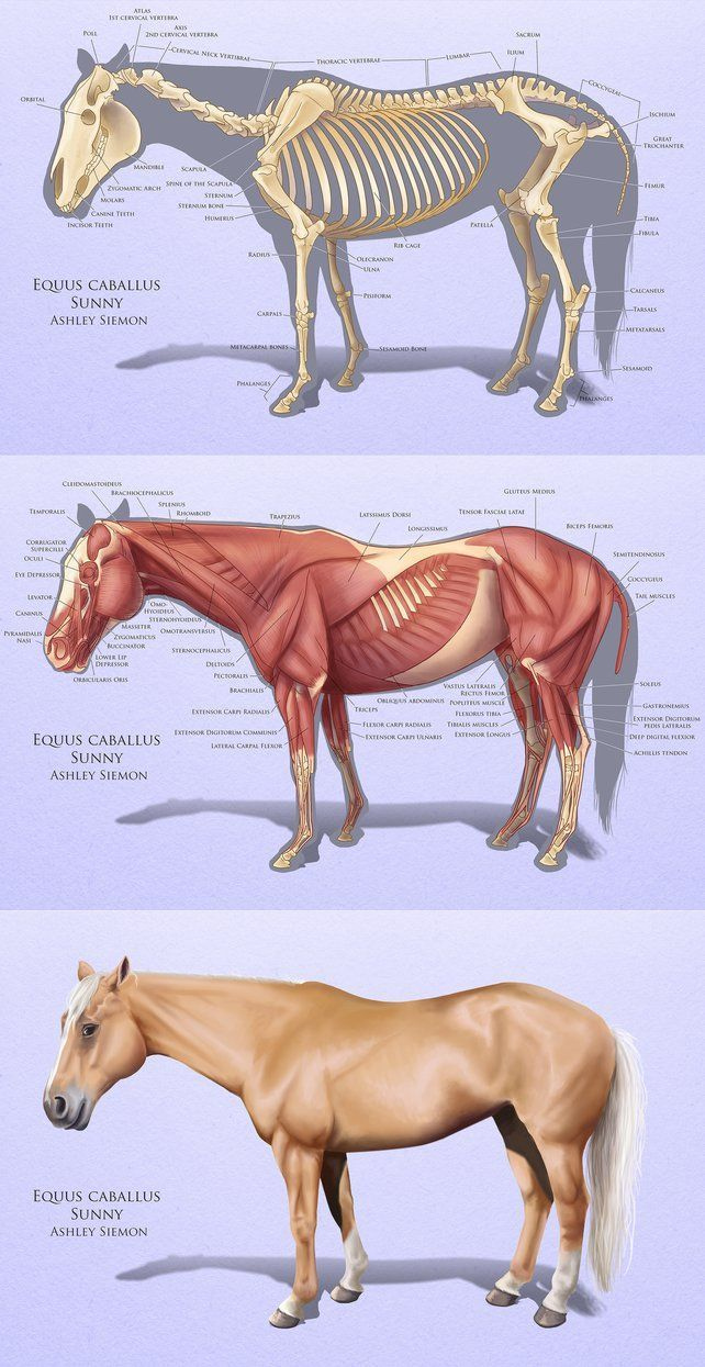 Horse Anatomy Study By Crickatoo Horse Anatomy Horses Equine Veterinary