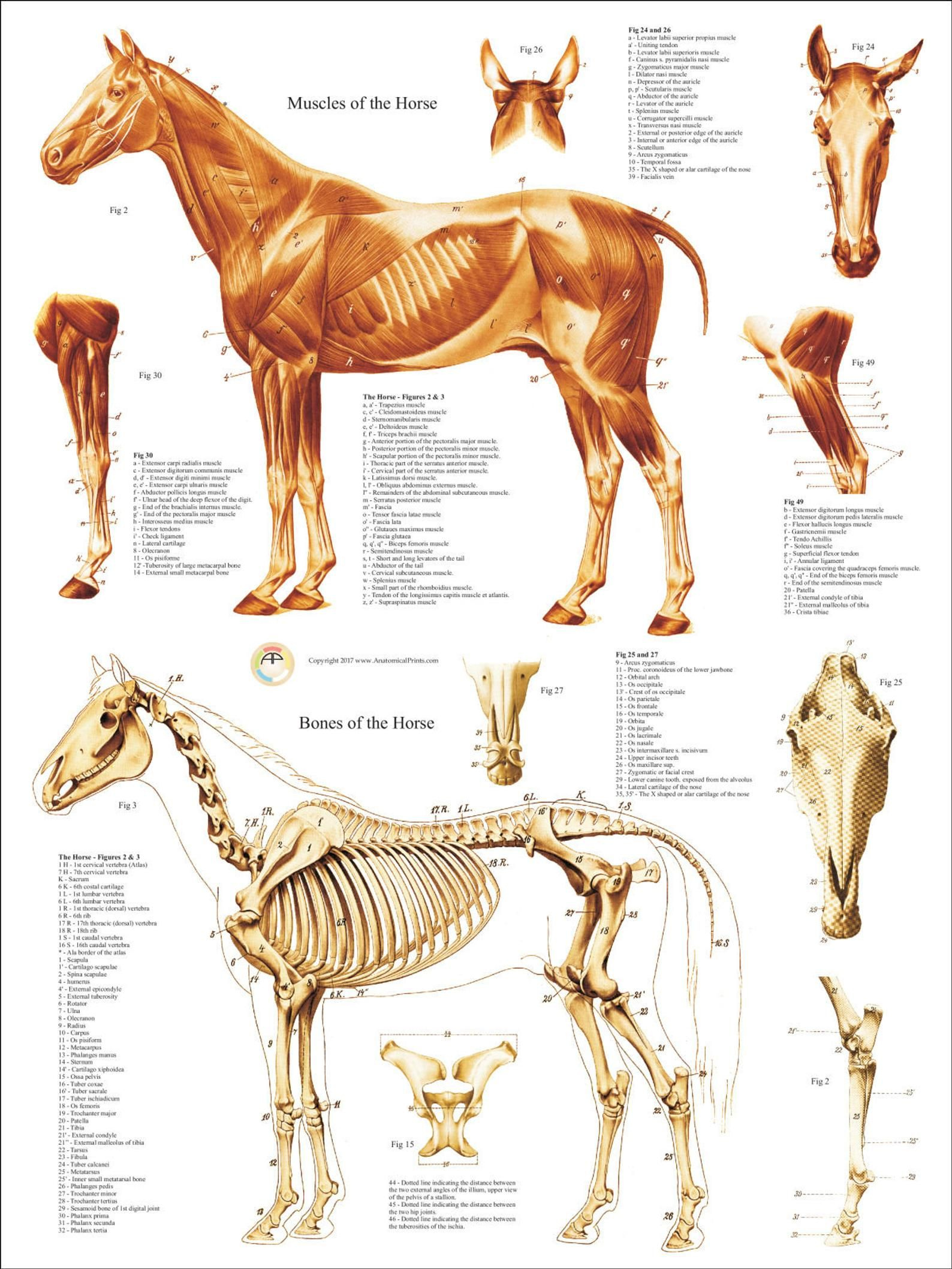 Horse Muscle Skeletal Anatomy Poster 18 X 24 Equine Veterinary Chart 