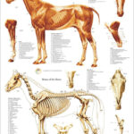 Horse Muscle Skeletal Anatomy Poster 18 X 24 Equine Veterinary Chart
