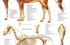 Horse Muscle Skeletal Anatomy Poster 18 X 24 Equine Veterinary Chart