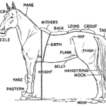 Horse Pictures To Print Free Printable Horse Parts Diagram With