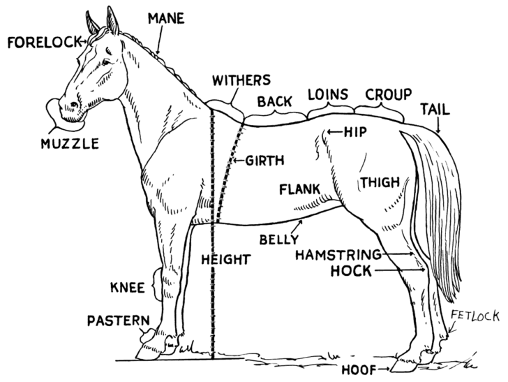 horse-pictures-to-print-free-printable-horse-parts-diagram-with