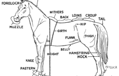 Horse Pictures To Print Free Printable Horse Parts Diagram With