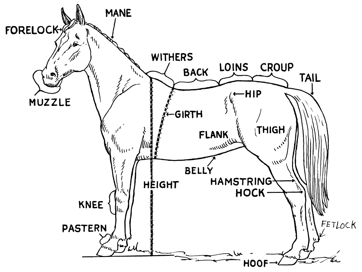 Horse Pictures To Print Free Printable Horse Parts Diagram With 