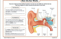 How The Ear Works For Kids Ear Parts It Works Kids