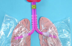 HOW TO MAKE A LUNG MODEL WITH KIDS Science Projects For Kids Human