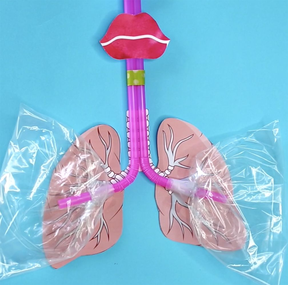 HOW TO MAKE A LUNG MODEL WITH KIDS Science Projects For Kids Human 