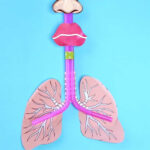 HOW TO MAKE A LUNG MODEL WITH KIDS Science Projects For Kids Human