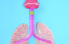 HOW TO MAKE A LUNG MODEL WITH KIDS Science Projects For Kids Human