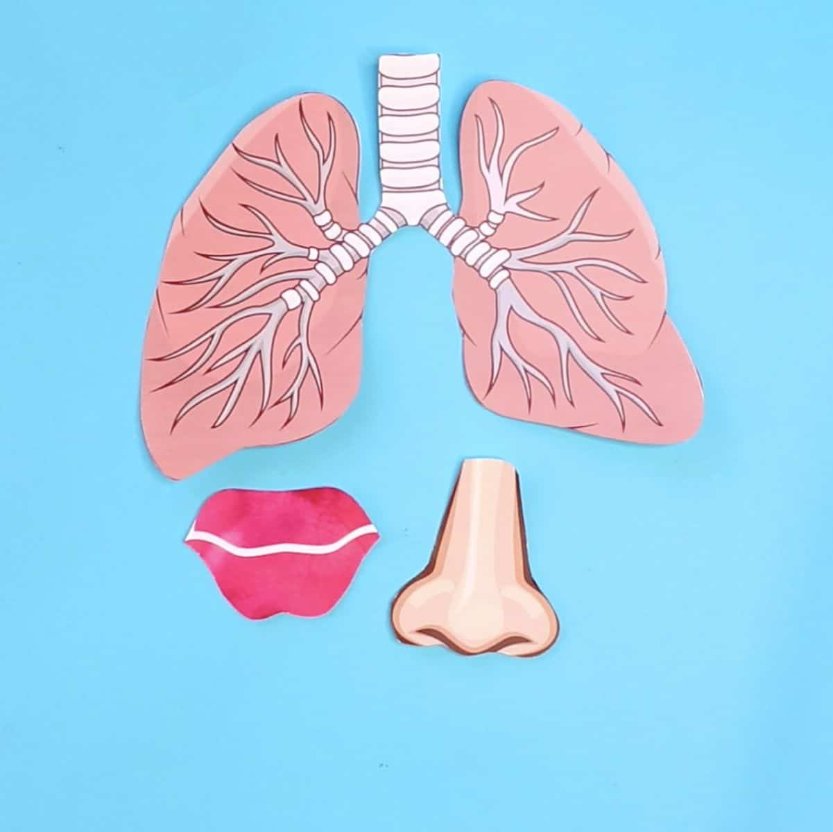 Lung Anatomy Printable For Kids Anatomy Worksheets
