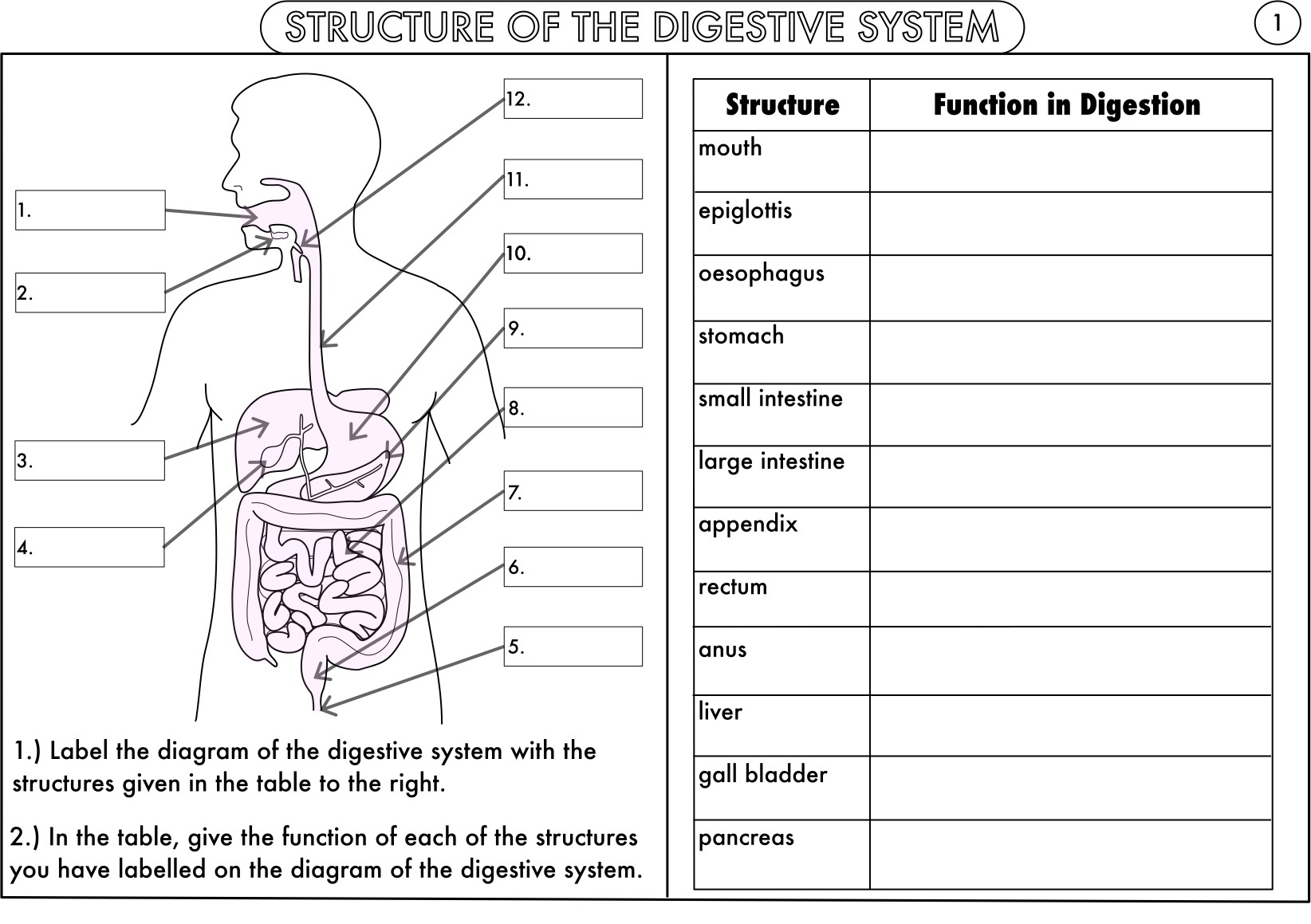 Huge GCSE Biology Worksheet Pack By Beckystoke Teaching Resources Tes