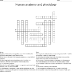 Human Anatomy And Physiology Crossword WordMint