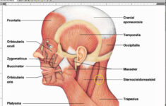 Human Anatomy Body Page 2 Of 160 Human Anatomy For Muscle