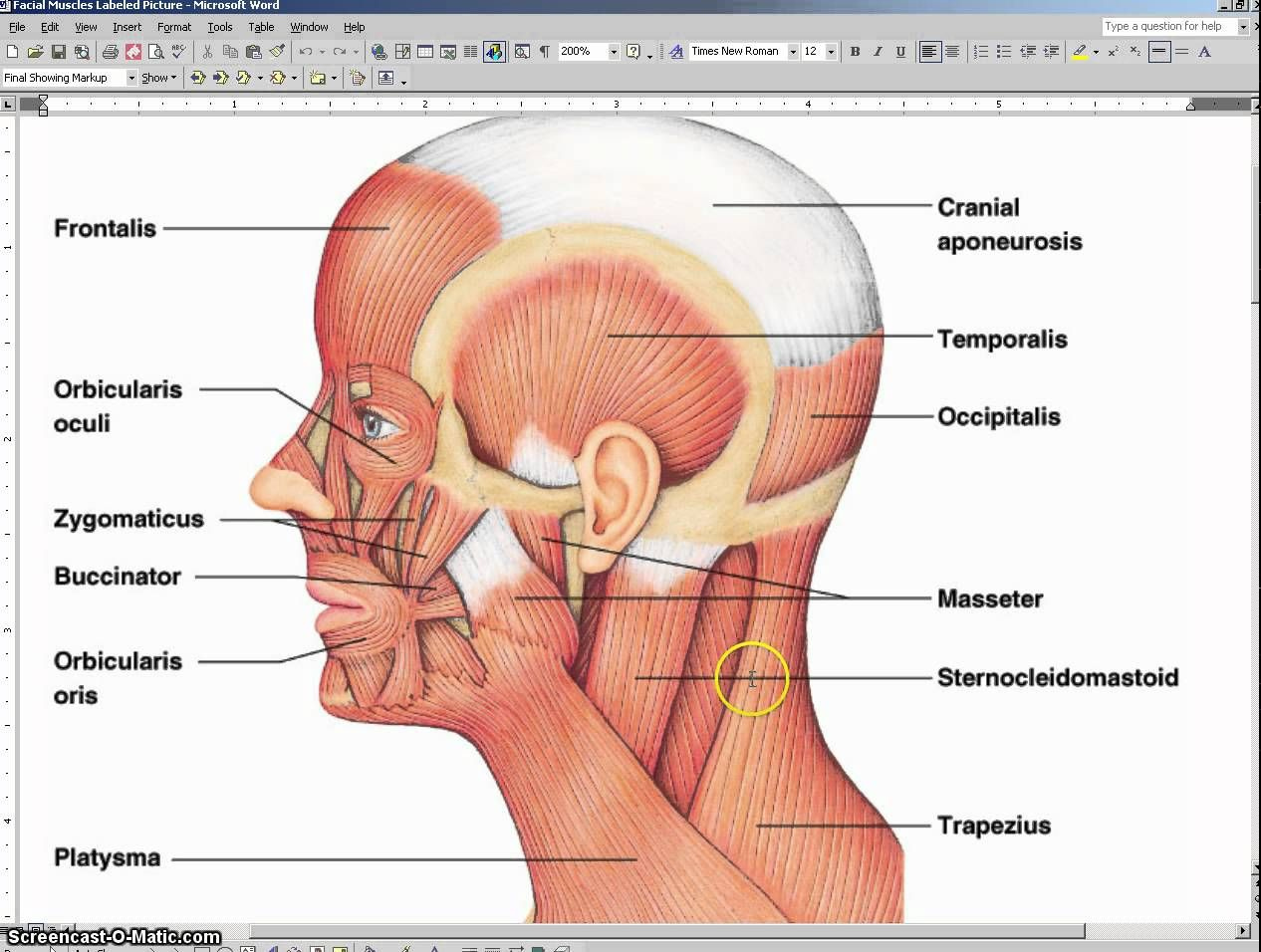 anatomia-de-un-toro-worksheet-answers-anatomy-worksheets