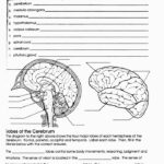 Human Anatomy Brain Worksheets 99Worksheets