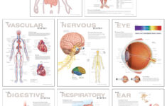 Human Anatomy Chart Set Scientific Publishing