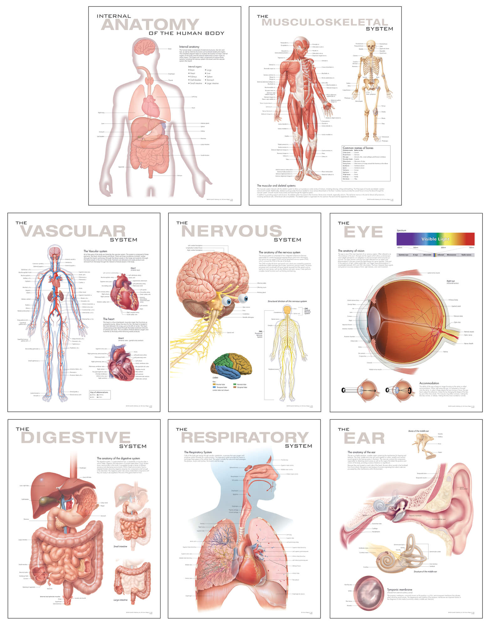 College Anatomy Diagrams Printable Anatomy Worksheets