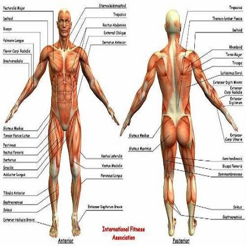 Human Anatomy Chart 