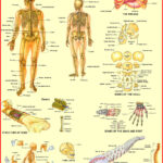 Human Anatomy Charts