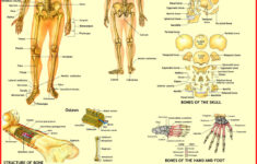 Human Anatomy Charts