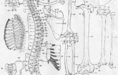 Human Anatomy Coloring Pages Printable At GetDrawings Free Download