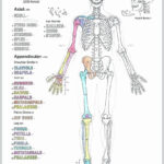 Human Anatomy Drawing Book Pdf Free Download In 2020 Human Body