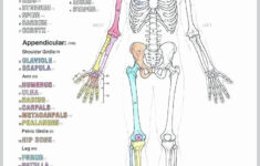 Human Anatomy Drawing Book Pdf Free Download In 2020 Human Body