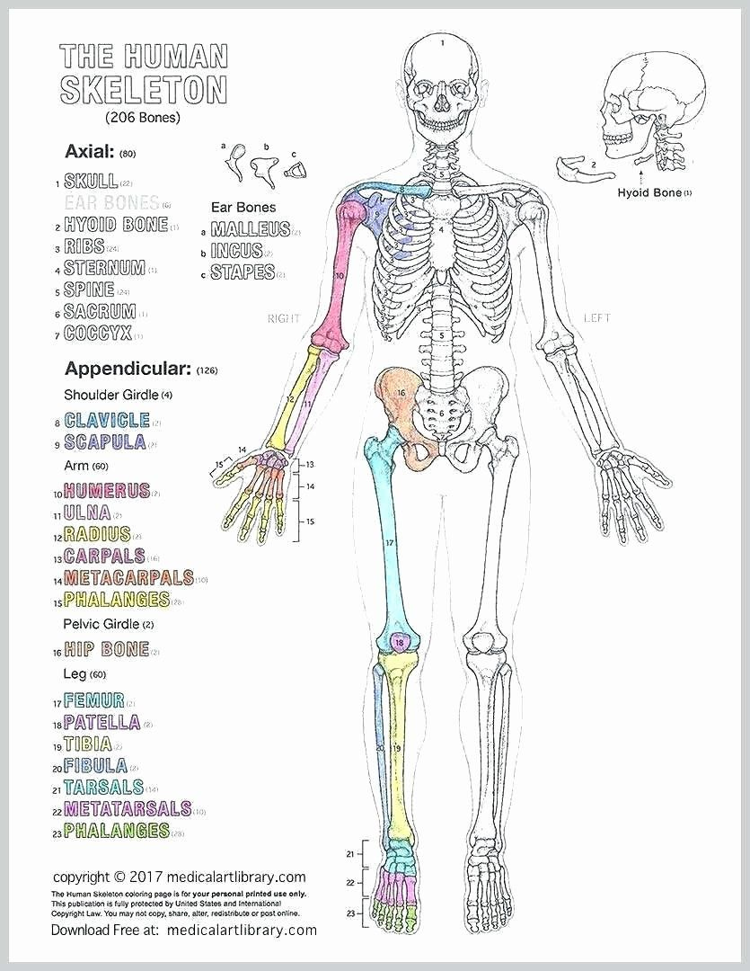 Human Anatomy Drawing Book Pdf Free Download In 2020 Human Body 