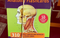 Human Anatomy Flash Cards Anatomy Flashcards Human Anatomy Flashcards
