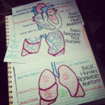 Human Anatomy Flash Cards Medical Notes Nursing Notes Nursing School