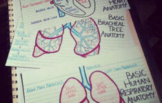 Human Anatomy Flash Cards Medical Notes Nursing Notes Nursing School