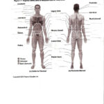 Human Anatomy Labeling Worksheets Anatom A