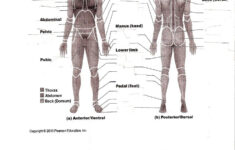 Human Anatomy Labeling Worksheets Anatom a