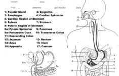 Human Anatomy Labeling Worksheets Digestive System Worksheet Anatomy